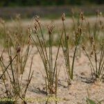 Eleocharis acicularis आदत