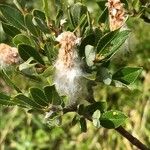 Salix breviserrata Fula