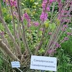 Cercis chinensis Квітка