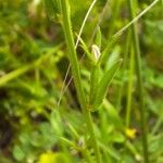 Triodanis perfoliata Blatt