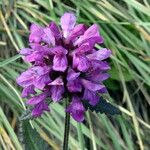 Stachys pradica Other