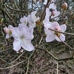 Rhododendron schlippenbachii Floare