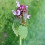 Lamium hybridumBlomma