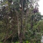 Cecropia pachystachya Plante entière