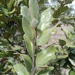 Diospyros impolitaبرگ