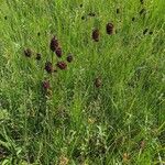 Sanguisorba officinalisКвітка