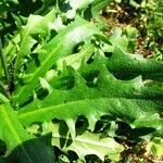 Hypochaeris radicata Blatt