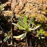 Filago pyramidata Jani