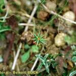 Euphorbia exigua Otro