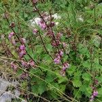 Teucrium lucidum Habit