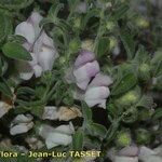 Antirrhinum hispanicum Flor