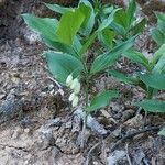 Polygonatum latifolium Blomma