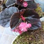 Begonia cucullata cv. 'Doublet Rose Pink' Blatt