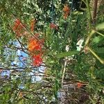 Caesalpinia pulcherrima Flower