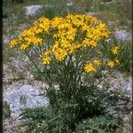 Crepis occidentalis Habit