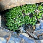 Androsace ciliata Habit