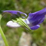 Viola riviniana 花