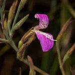 Dicliptera hensii Flower