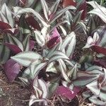 Tradescantia zebrinaপাতা