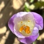 Crocus carpetanus Blüte