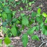 Ulmus alata Leaf