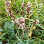 Solidago virgaurea Fruto