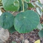 Begonia acetosa Hoja