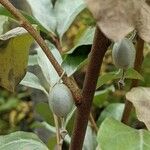 Elaeagnus commutata Fruit