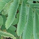 Melianthus major Листок