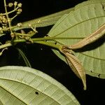 Miconia rubescens List