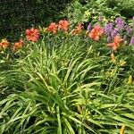 Hemerocallis minor موطن