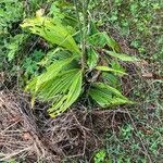 Veratrum nigrum Blatt