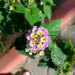 Lantana × aculeata Květ