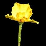 Utricularia radiata Blüte