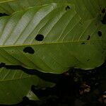 Tachigali costaricensis पत्ता