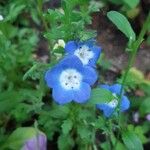 Nemophila phacelioides Цвят