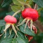 Rosa rugosa Other
