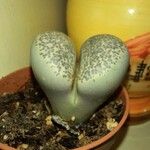 Lithops localis 葉