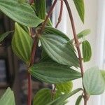 Peperomia quadrangularis Leht