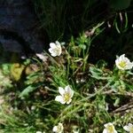 Gagea serotina Fula