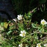 Gagea serotina Flower