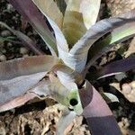 Billbergia vittata Leaf