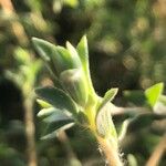 Amaranthus albus Folla