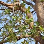 Ficus ovata Habitus