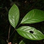 Poecilanthe hostmannii Hoja