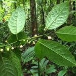 Siparuna thecaphora Fruit