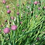 Allium schoenoprasum Květ