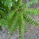 Cassia leptophylla ᱥᱟᱠᱟᱢ