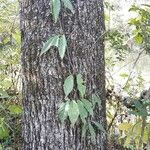 Bignonia capreolata Tervik taim