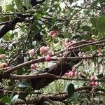 Syzygium pancheri Fruit